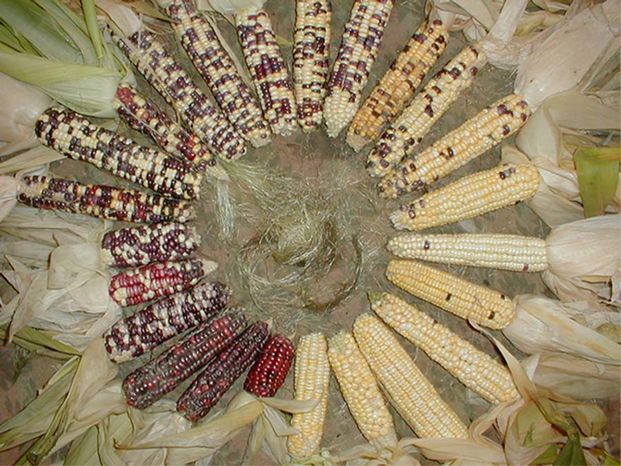 Corn circle